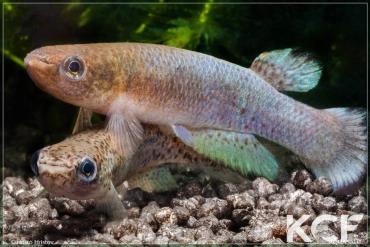 Cynodonichthys sucubti Filo del Tallo PLL 08-02 couple adulte 