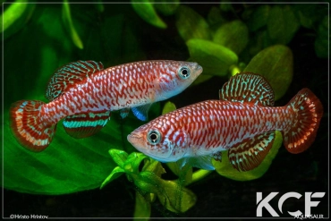 Nothobranchius milvertzi Lushiba Chienge ZM 12-20 couple adulte 