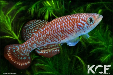 Nothobranchius milvertzi Lushiba Chienge ZM 12-20 male adulte 