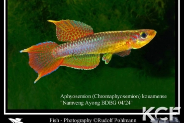 Aphyo. Chromaphyosemion kouamense