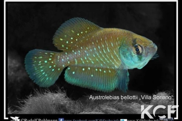 Austrolebias bellottii Villa Soriano male adulte 