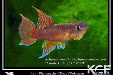 Aphyo. Chromaphyosemion erythron Asuiabe GEMLCG 07-59 male adulte 