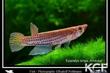 Epiplatys singa Kinsuka Z 82-22 male adulte 