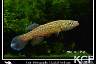 Fundulus julisia