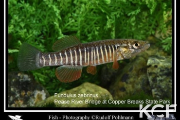 Fundulus zebrinus