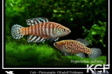 Hypsolebias stellatus  couple adulte 