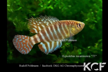 Hypsolebias tocantinensis Rio Tocantins basin TT male adulte 