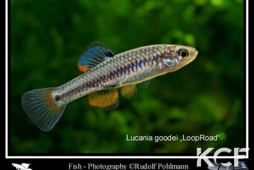 Lucania goodei Loop road Channel male adulte 