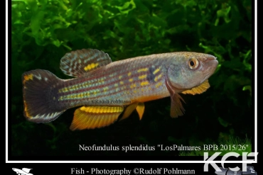 Neofundulus splendidus Los palmares BPB 15-26 male adulte 