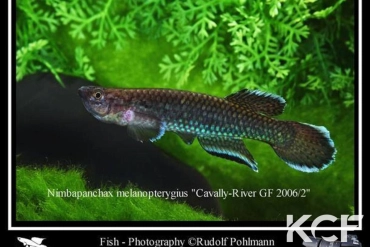 Nimbapanchax melanopterygius