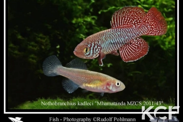 Nothobranchius kadleci