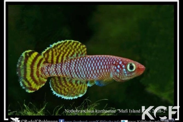 Nothobranchius korthausae