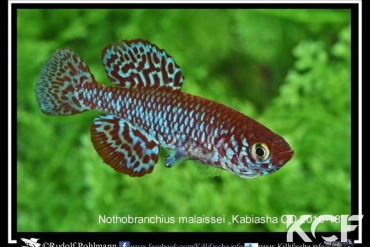 Nothobranchius malaissei