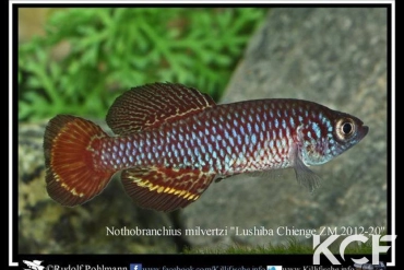 Nothobranchius milvertzi Lushiba Chienge ZM 12-20 male adulte 