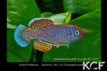 Nothobranchius polli