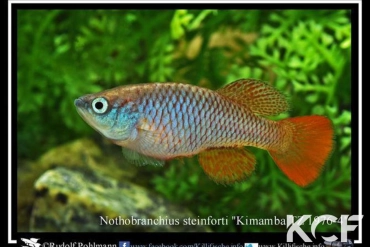 Nothobranchius steinforti