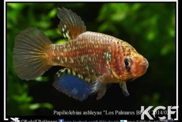 Papiliolebias ashleyae Los Palmares BPBV 14-03 male adulte 