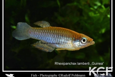 Rhexipanchax lamberti Guinée male adulte 