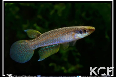 Aplocheilus kirchmayeri Baga River INM 2012 male adulte 