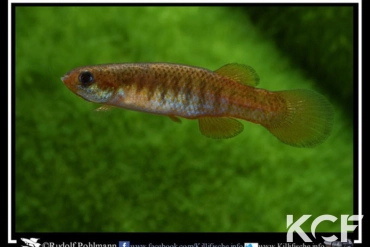 Fundulus cingulatus