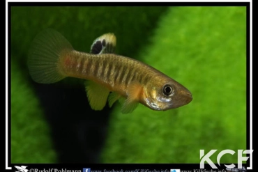 Fundulus luciae Little-River SC male adulte 