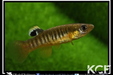 Fundulus luciae