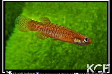 Fundulus rubrifons