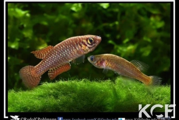 Notholebias vermiculatus  couple adulte 