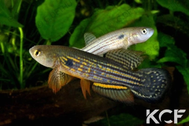 Neofundulus splendidus  couple adulte 