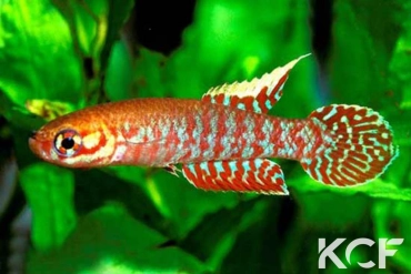 Leptopanchax splendens