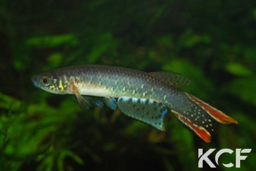 Aphyolebias rubrocaudatus Rio Madré de Dios male adulte 