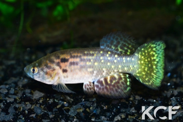 Austrofundulus aff. myersi Near Bosconia COL 14-11 male adulte 