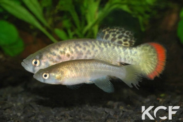 Austrofundulus guajira  couple adulte 