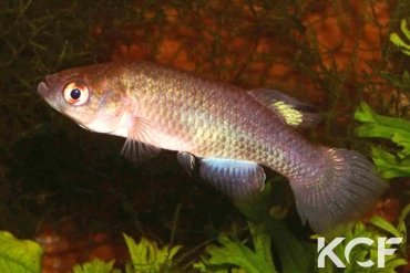 Austrofundulus transilis AS male adulte 