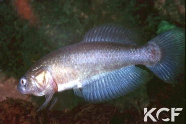 Austrolebias nonoiuliensis  male adulte 