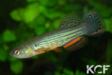 Neofundulus paraguayensis Rio de Oro-Resistencia Northe KCA 08-34 male sub adulte 