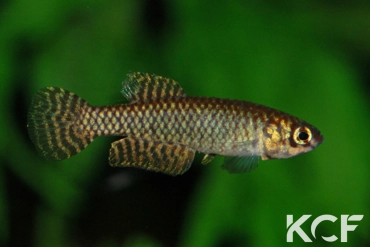 Notholebias fractifasciatus  male adulte 