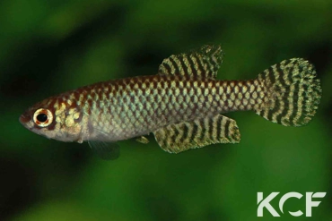 Notholebias fractifasciatus  male adulte 