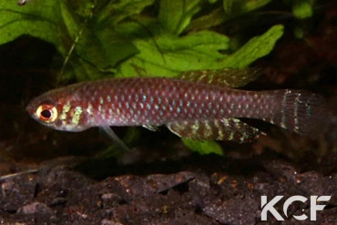 Notholebias fractifasciatus