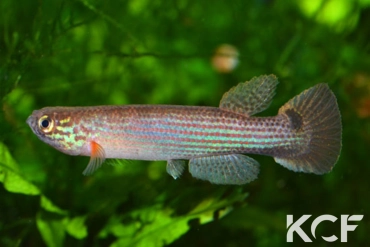 Laimosemion tecminae San Fernando Atabapo-Amazonas Territories male sub adulte 