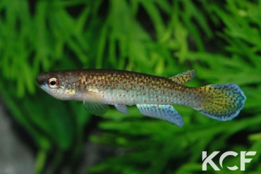 Melanorivulus punctatus Yabebry 2002 male adulte 