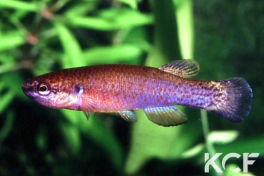 Rivulus insulaepinorum Isla of Pine-Cuba male adulte 