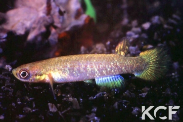 Atlantirivulus janeiroensis BR 93 male adulte 