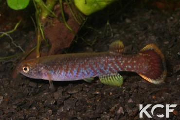 Cynodonichthys siegfriedi Palma Norte male adulte 