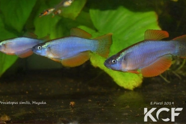 Procatopus similis Muyuka ABDK 10-416 couple adulte 