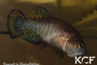 Austrofundulus leohoignei  male adulte 