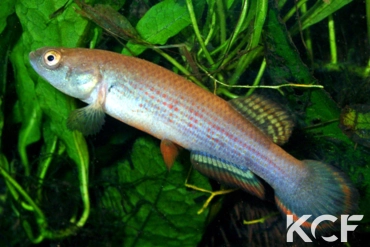 Neofundulus paraguayensis  male adulte 