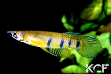 Epiplatys etzeli