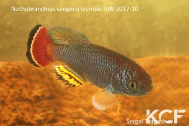 Nothobranchius seegersi