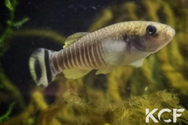 Aphaniops hormuzensis IR-Govdar River near Kahorestan 2013 male adulte 